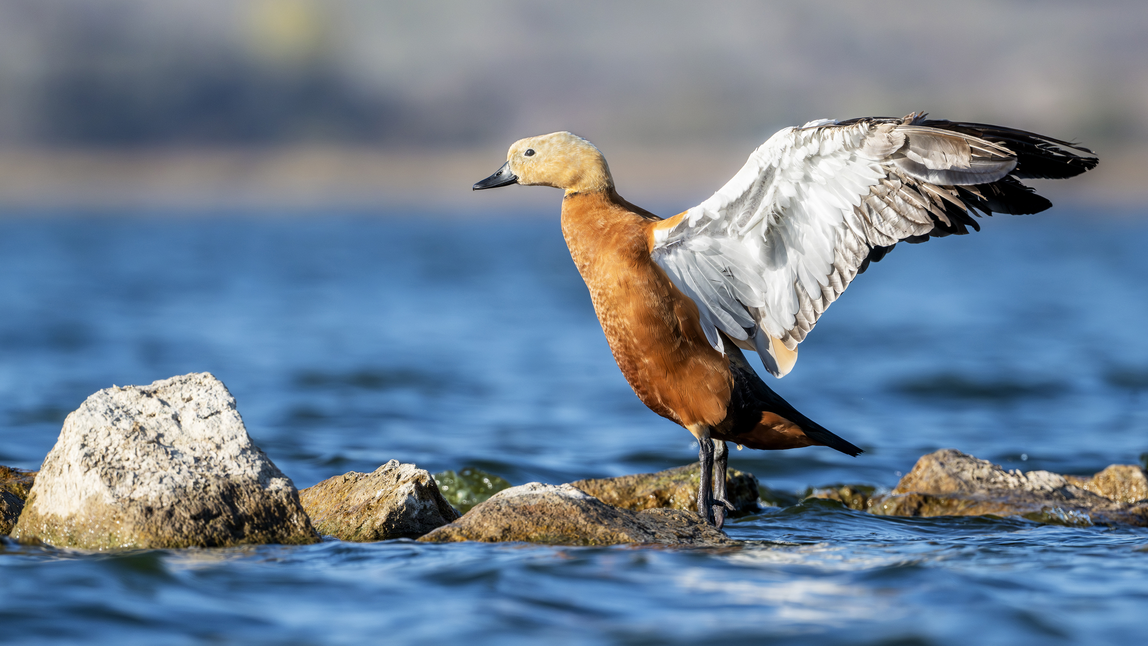 Ruddy Shelduck